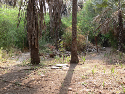 Palmen Tansania